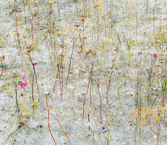 Photograph of colorful wildflowers growing in a rocky and sandy terrain shot by artist Wout Berger.